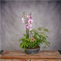COMPOSICIÓN DE PLANTAS LEVANTE