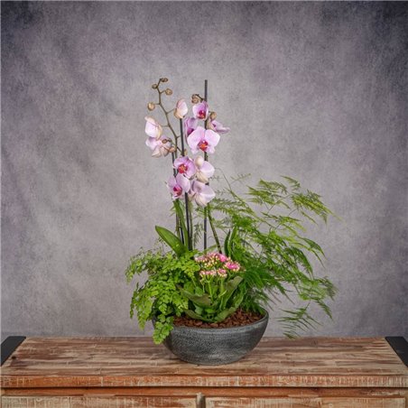 COMPOSICIÓN DE PLANTAS LEVANTE