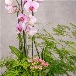 COMPOSICIÓN DE PLANTAS LEVANTE