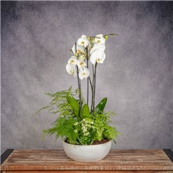 COMPOSICION DE PLANTAS PUREZA