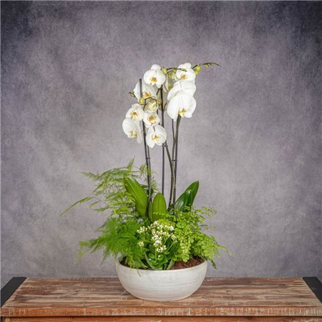 COMPOSICION DE PLANTAS PUREZA