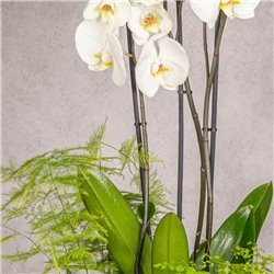 COMPOSICION DE PLANTAS PUREZA
