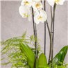 COMPOSICION DE PLANTAS PUREZA