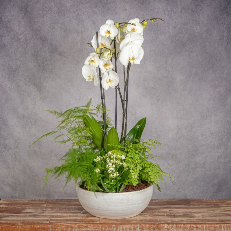 COMPOSICION DE PLANTAS PUREZA