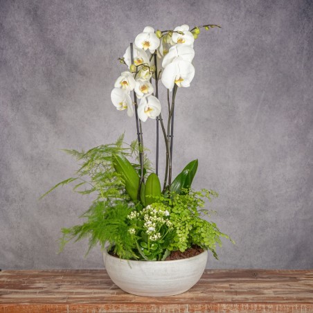 COMPOSICION DE PLANTAS PUREZA