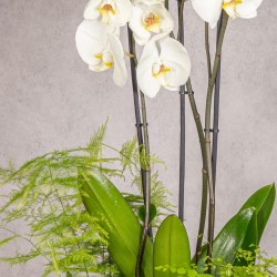 COMPOSICION DE PLANTAS PUREZA