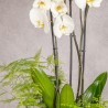 COMPOSICION DE PLANTAS PUREZA