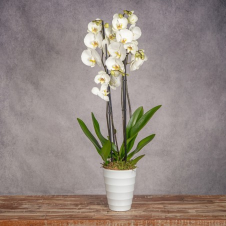 PHALAENOPSIS BLANCA