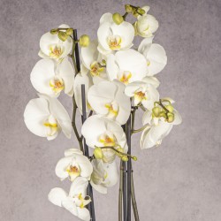 PHALAENOPSIS BLANCA