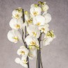 PHALAENOPSIS BLANCA