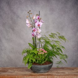 COMPOSICIÓN DE PLANTAS LEVANTE