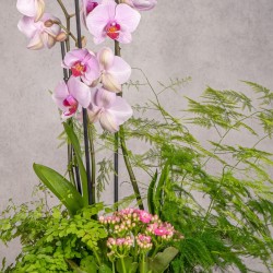 COMPOSICIÓN DE PLANTAS LEVANTE