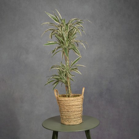 DRACENA LEMON