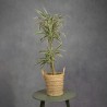 DRACENA LEMON