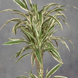 DRACENA LEMON