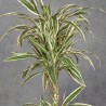 DRACENA LEMON