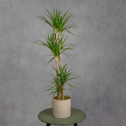 DRACENA
