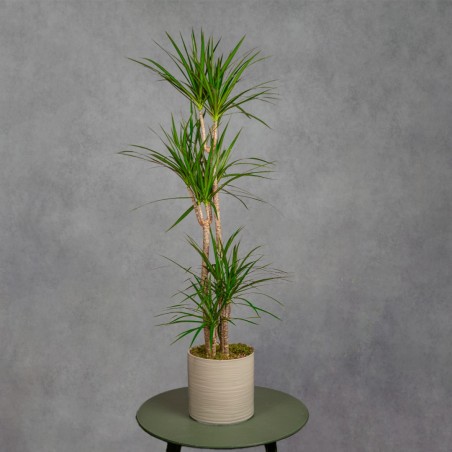 DRACENA