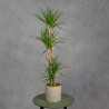 DRACENA