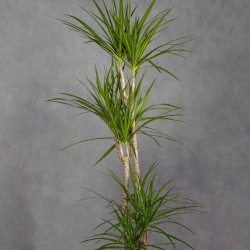 DRACENA