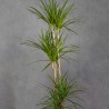 DRACENA