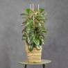 FICUS DECORA