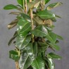 FICUS DECORA