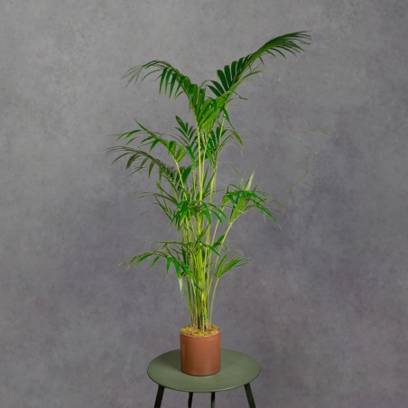 KENTIA