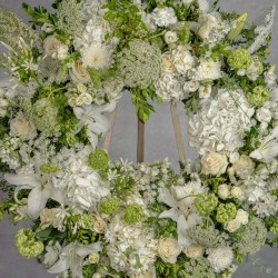 CORONA WHITE