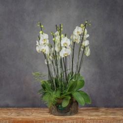 COMPOSICIÓN DE PHALAENOPSIS BLANCA