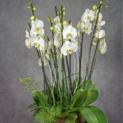 COMPOSICIÓN DE PHALAENOPSIS BLANCA