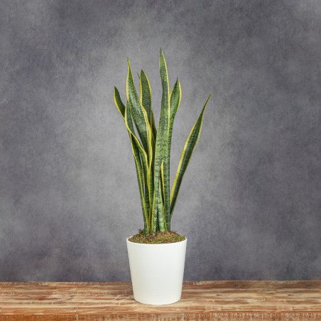 SANSEVIERIA