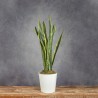 SANSEVIERIA