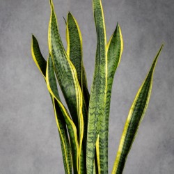 SANSEVIERIA