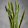 SANSEVIERIA