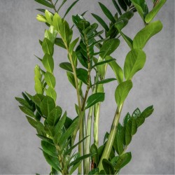 ZAMIOCULCA