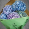 HORTENSIAS GRAB AND GO