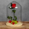 ROSA BELLA Y BESTIA