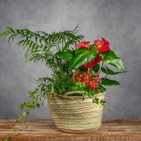 COMPOSICIÓN DE PLANTAS TROPICAL
