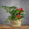 COMPOSICIÓN DE PLANTAS TROPICAL