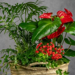 COMPOSICIÓN DE PLANTAS TROPICAL