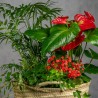 COMPOSICIÓN DE PLANTAS TROPICAL