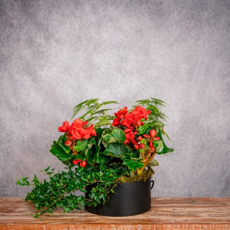 SOMBRERERA BEGONIA