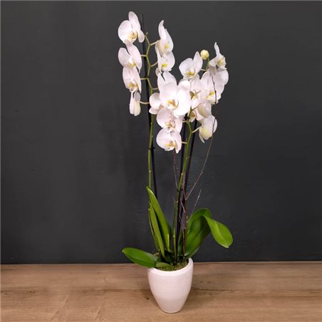 Phalaenopsis blanca 