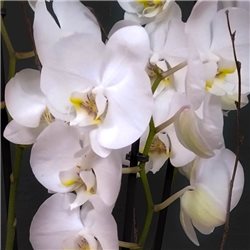 Phalaenopsis blanca 