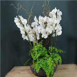 Composición de phalaenopsis blanca