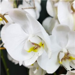 Composición de phalaenopsis blanca
