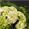 Composición de hortensias blancas