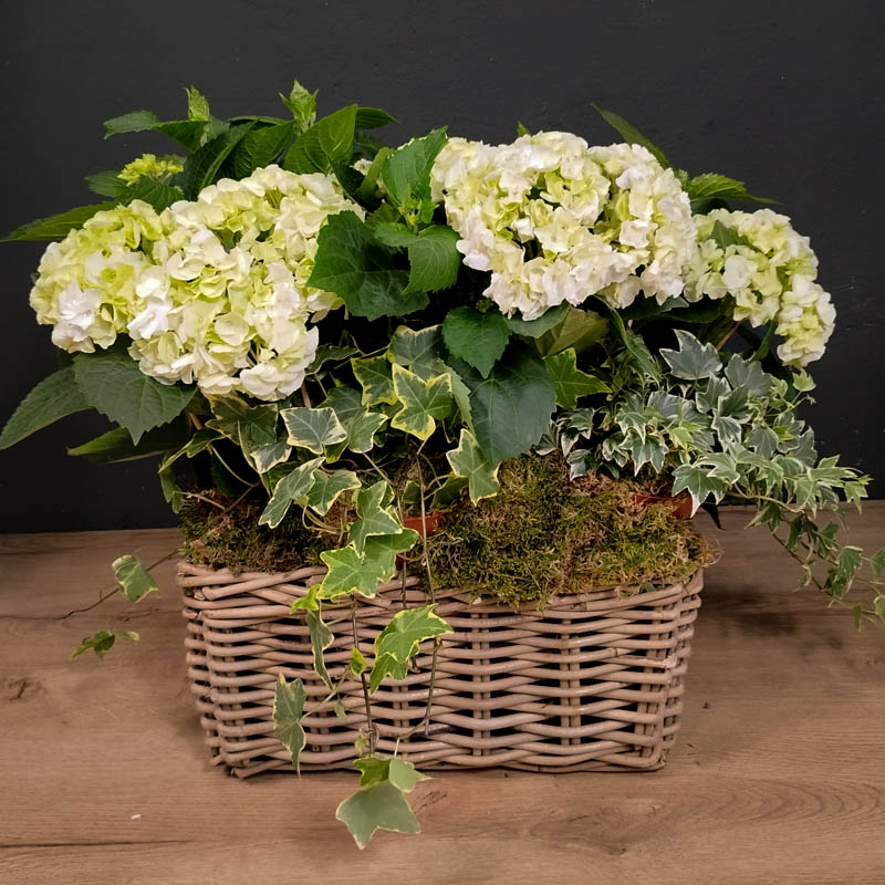 Jardinera de hortensias blancas