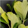 Ficus lyrata